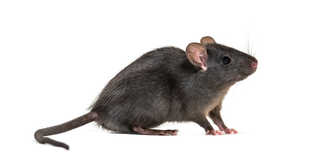 ratus ratus
