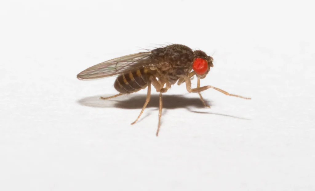 Drosophila hydei larger fruitflies for small frogs jpg