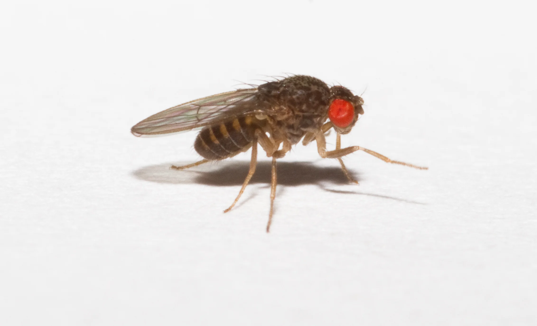 Drosophila hydei larger fruitflies for small frogs jpg