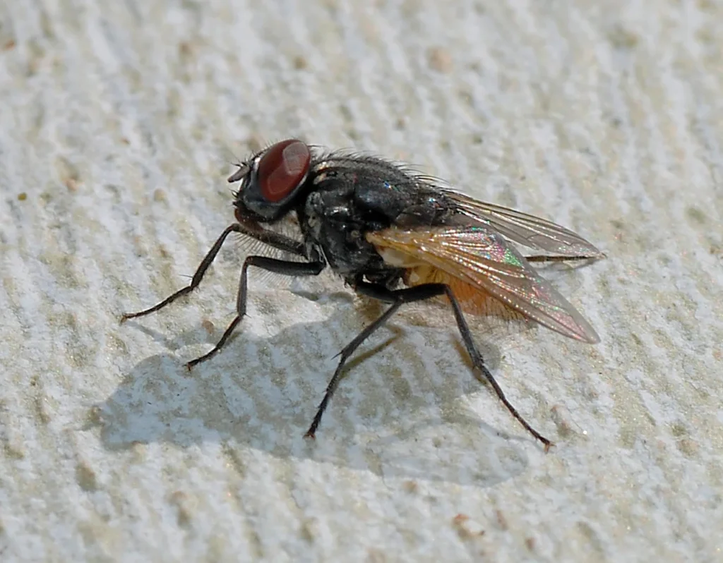 Musca domestica September jpg