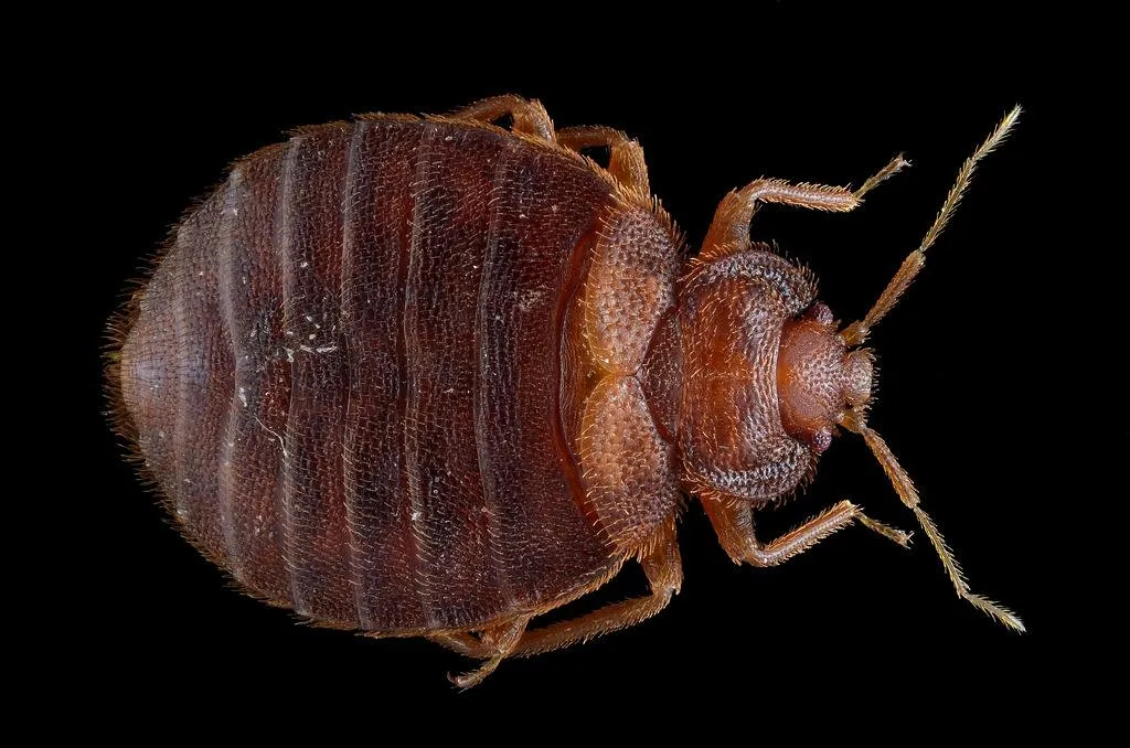 fvto korios Axon apolumantiki chania